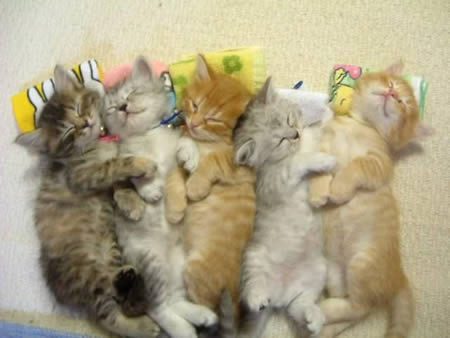cute-kittens-nap-together