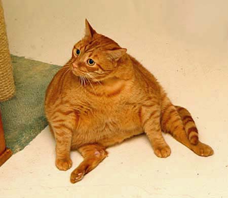 fat ginger cat ate too much rice
